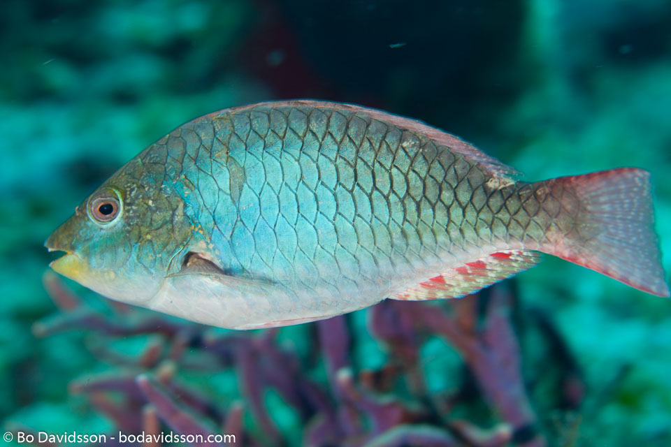 BD-101208-Cozumel-2870-Sparisoma-viride-(Bonnaterre.-1788)-[Stoplight-parrotfish].jpg